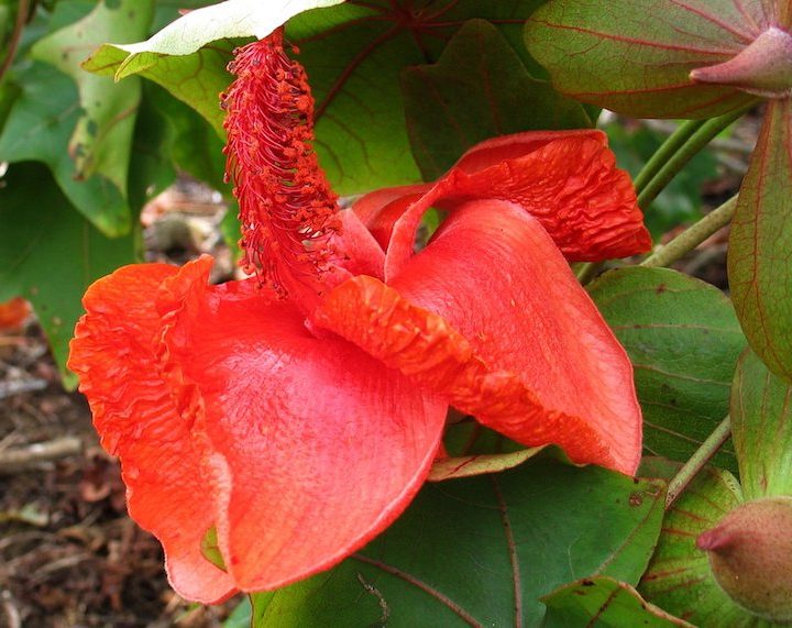 We ignore thousands of threatened plant species at our own peril – Salon