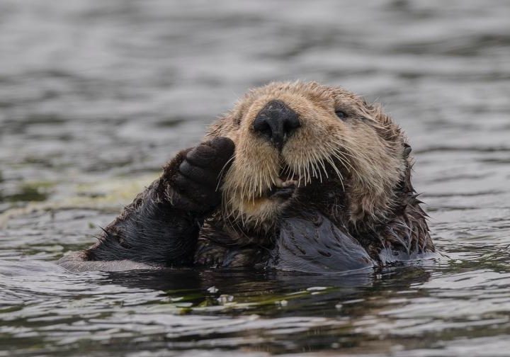 What’s Killing Sea Otters? Scientists Pinpoint Parasite Strain – UC Davis