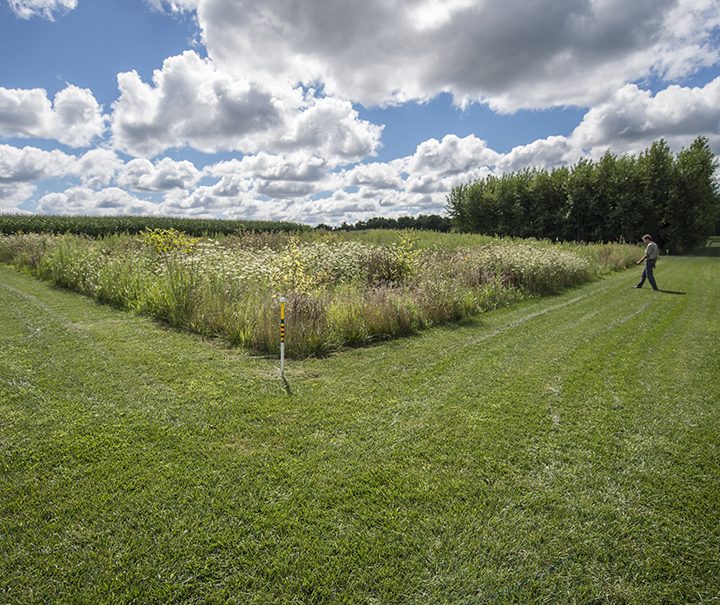 20-year study: Scientists connected fragments of pine savanna and new species keep showing up – MSUToday