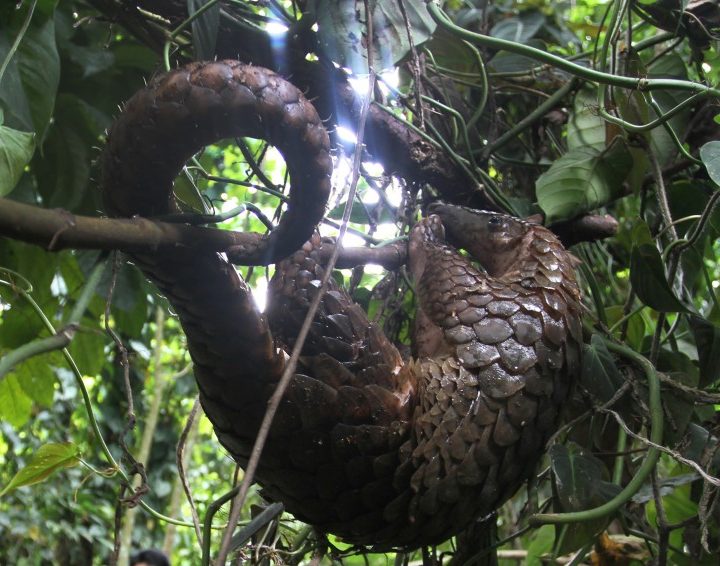 It’s a mammal. It looks like an artichoke. And China is driving it toward extinction – Los Angeles Times