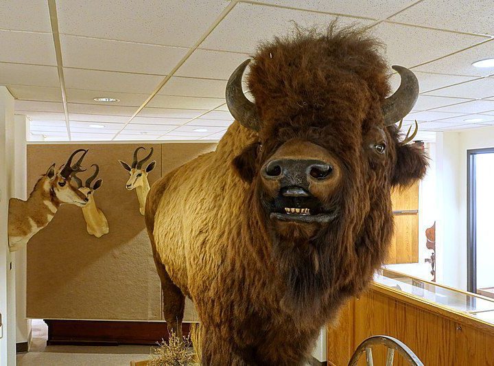 Why Are Animals in Natural History Museums Overwhelmingly Male? – Smithsonian.com