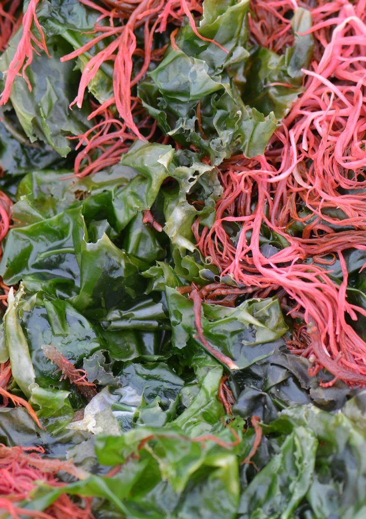 Why You Should Avoid Carrageenan – One Green Planet