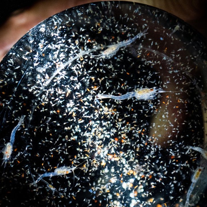 Will Lake Tahoe’s invasive shrimp become the next mass-market health supplement? – Los Angeles Times