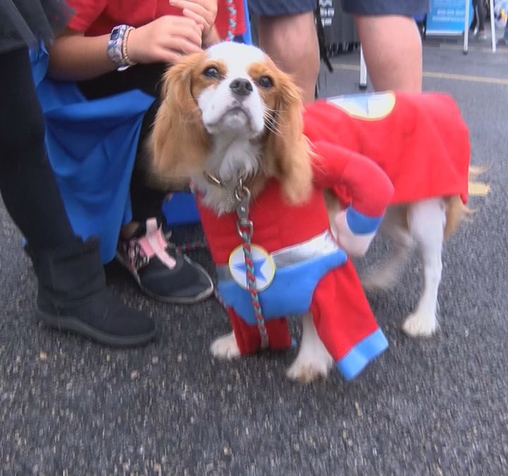 10th annual Pet Fest held in Cape Girardeau – KFVS