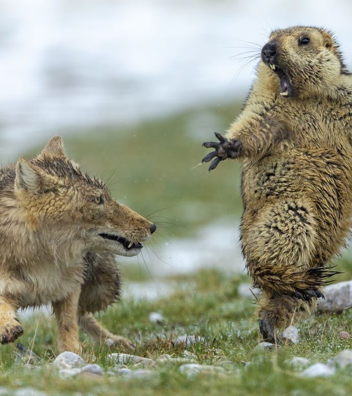 A marmot’s final moment before becoming fox food wins an award — and tells us about climate change – The Washington Post