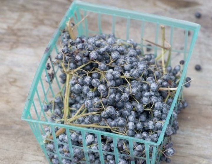 Elderberry for cold and flu prevention: Does it work? (No.) – Los Angeles Times