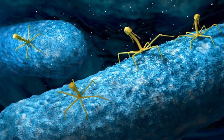 European Court of Justice enables use of natural phages against Listeria – New Food