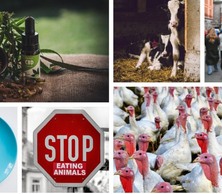 ICYMI: Multiple meat recalls across the country, animal rights protesters in Alberta, and more – Eat North