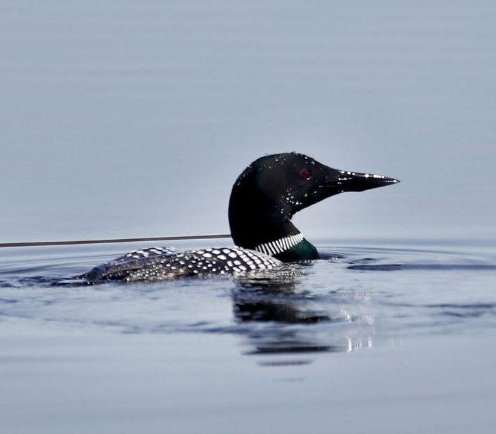Loons likely to disappear from Minnesota due to climate change, new report warns – Star Tribune