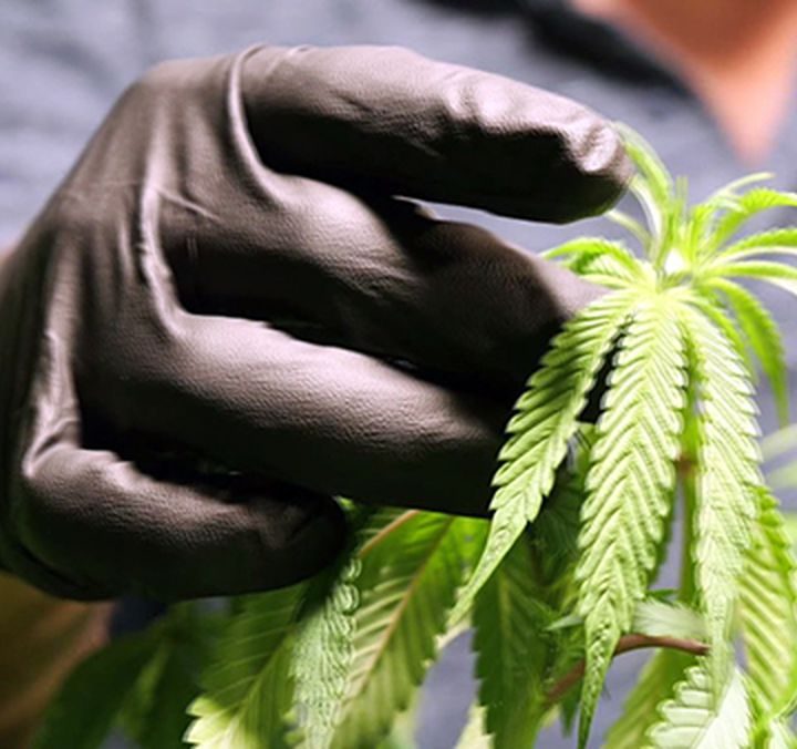 Medical marijuana program looking for employees – WAFB