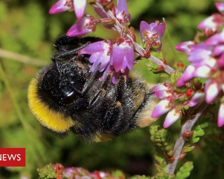 Natural ‘bumblebee medicine’ found in heather – BBC News