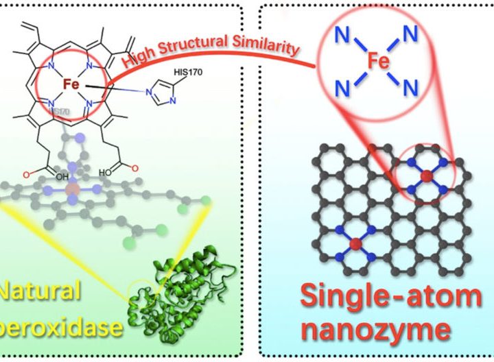 New research makes potent artificial enzymes with single-atom architecture – WSU News