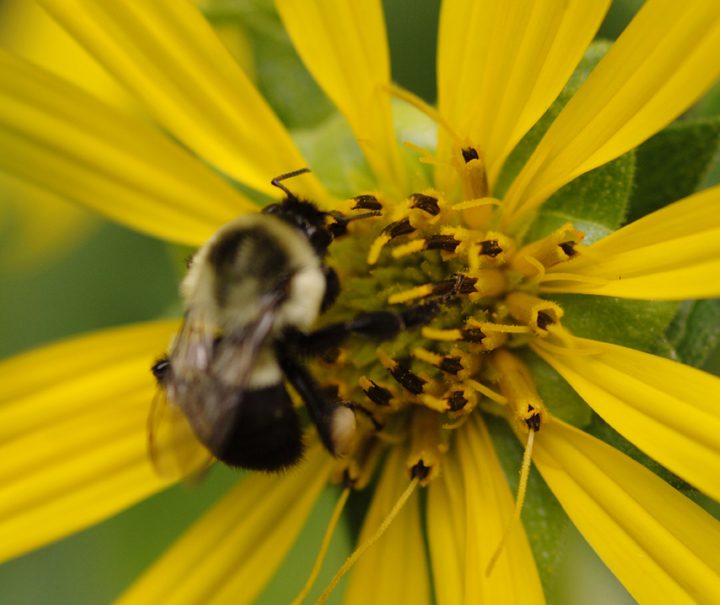 New study: Global modeling of nature’s contributions to people – MSUToday