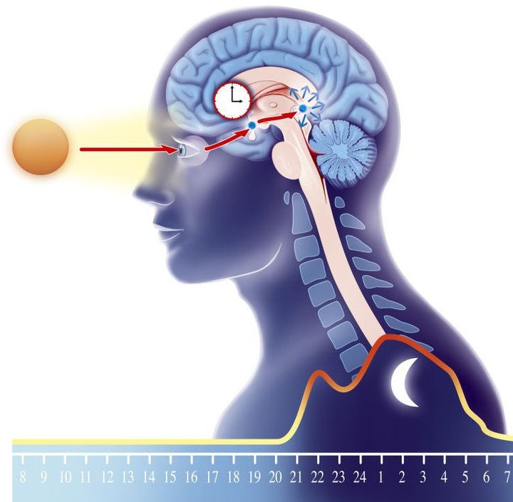 Not enough sleep throws your circadian rhythm, leading to potential cognitive problems – Big Think