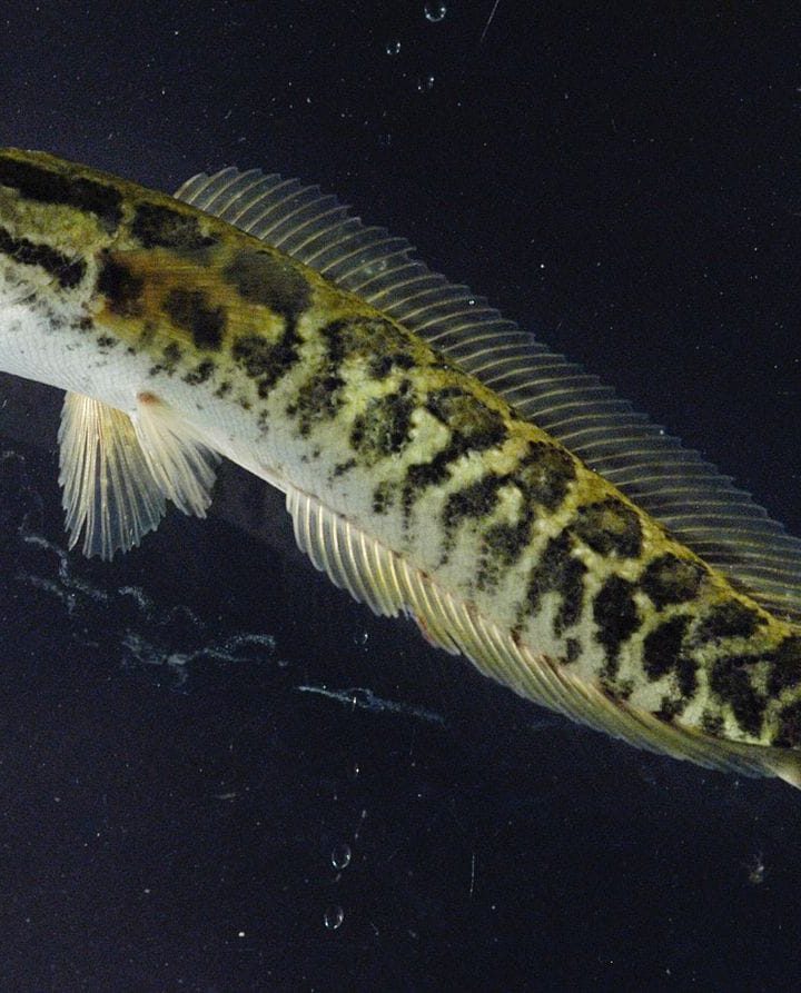 These fish can live on land and breathe air. Authorities suggest you kill them on sight. – The Washington Post