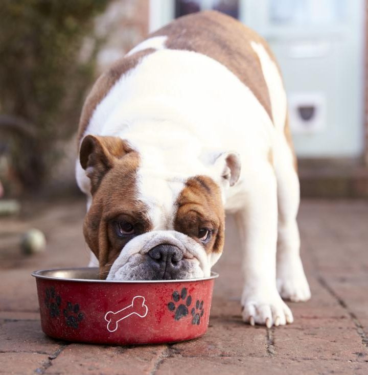 Why raw dog food could be harmful for pets and owners alike – Medical News Today