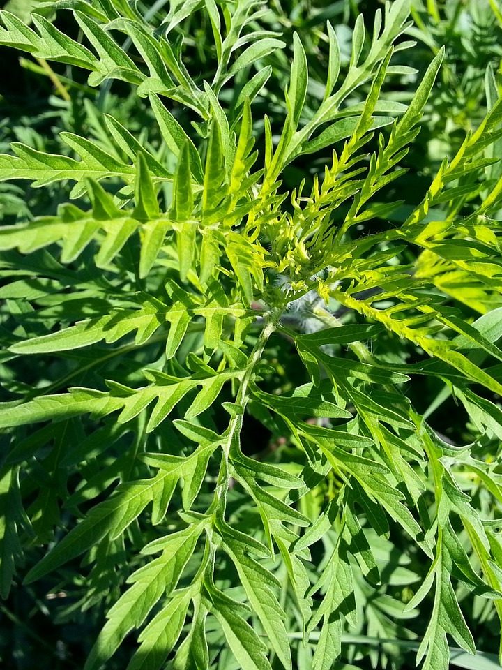 Your Guide to Natural Plant-Based Treatments For Fall Allergies – One Green Planet