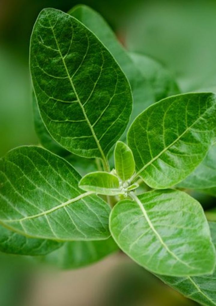 12 Proven Health Benefits of Ashwagandha – EcoWatch