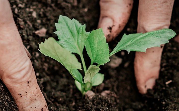 Biodiversity And Soil Health: How Caring For One Protects The Other – Forbes
