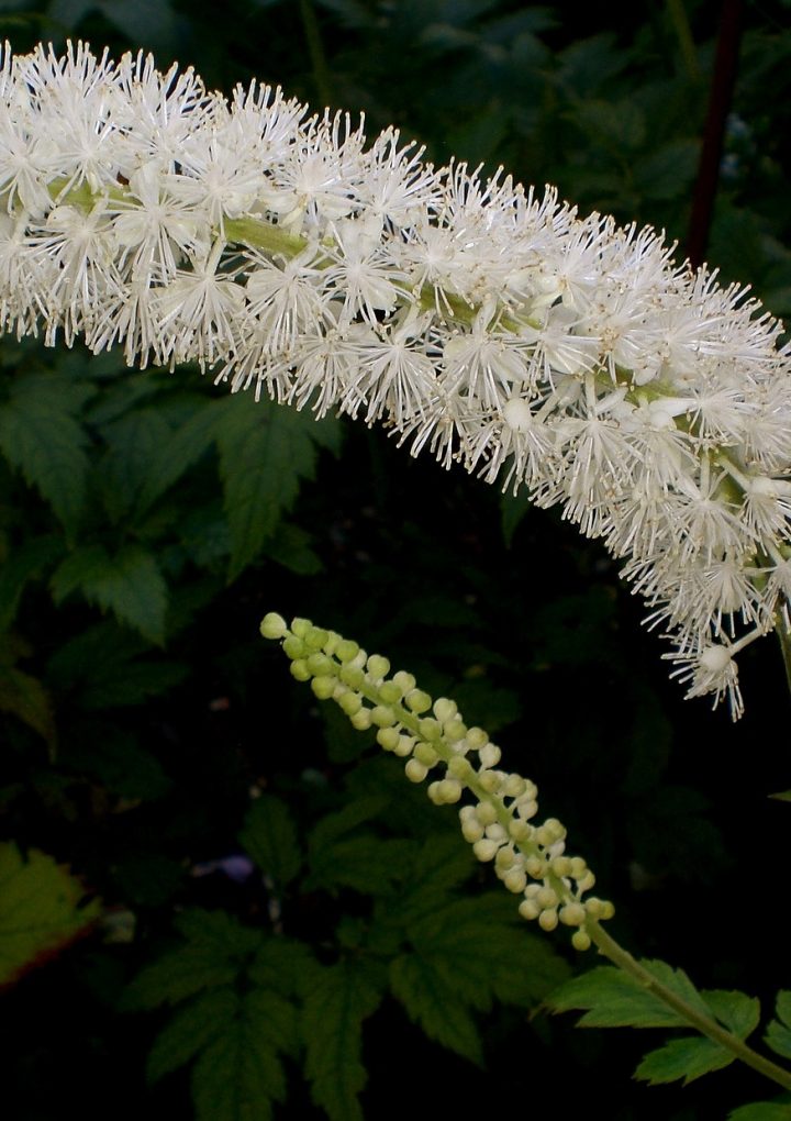 Black Cohosh: Treating Menopause Symptoms with this Natural Herbal Remedy – One Green Planet
