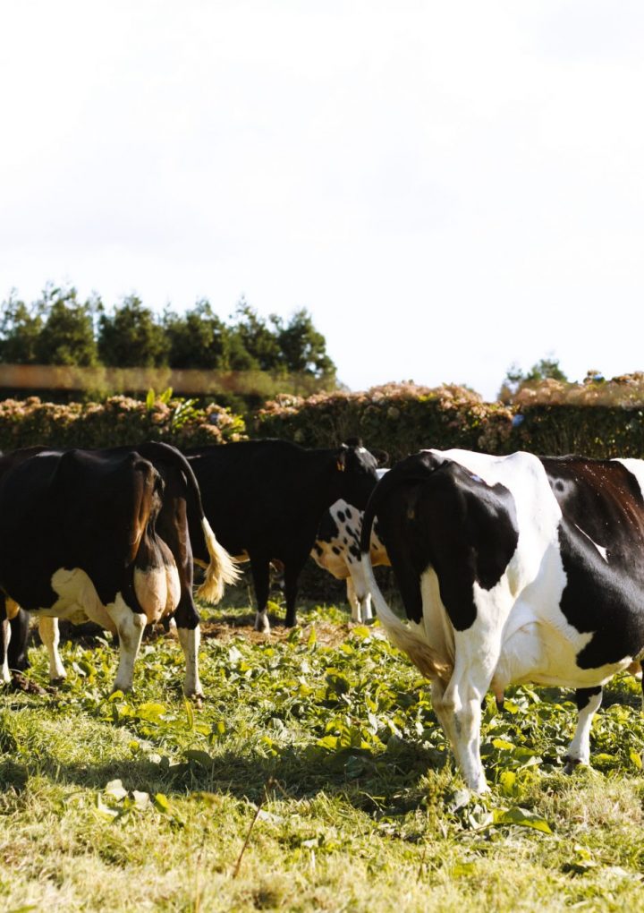 Declining Milk Consumption Forces Nation’s Leading Milk Producer to File for Bankruptcy – One Green Planet