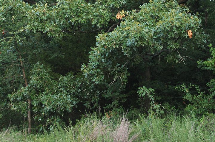 Deer Hunting: How to Find Natural Food Sources – American Hunter