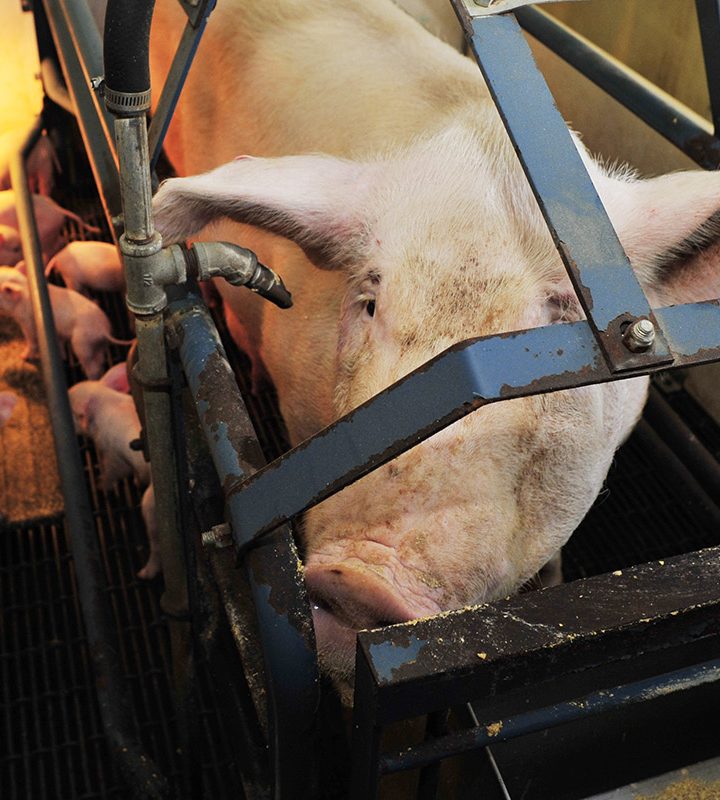 Driving gilt consistency with natural planned exposure – National Hog Farmer