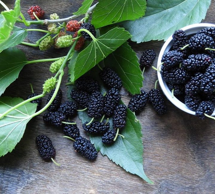 Mulberry Leaf: Uses, Benefits, and Precautions – Healthline