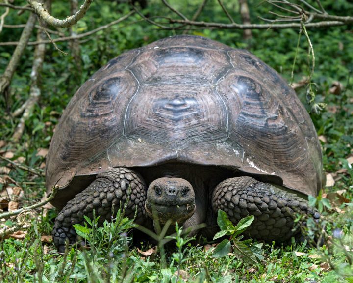 ‘On The Backs Of Tortoises’ Challenges Us To Consider How Much Of Life Is Intertwined – NPR