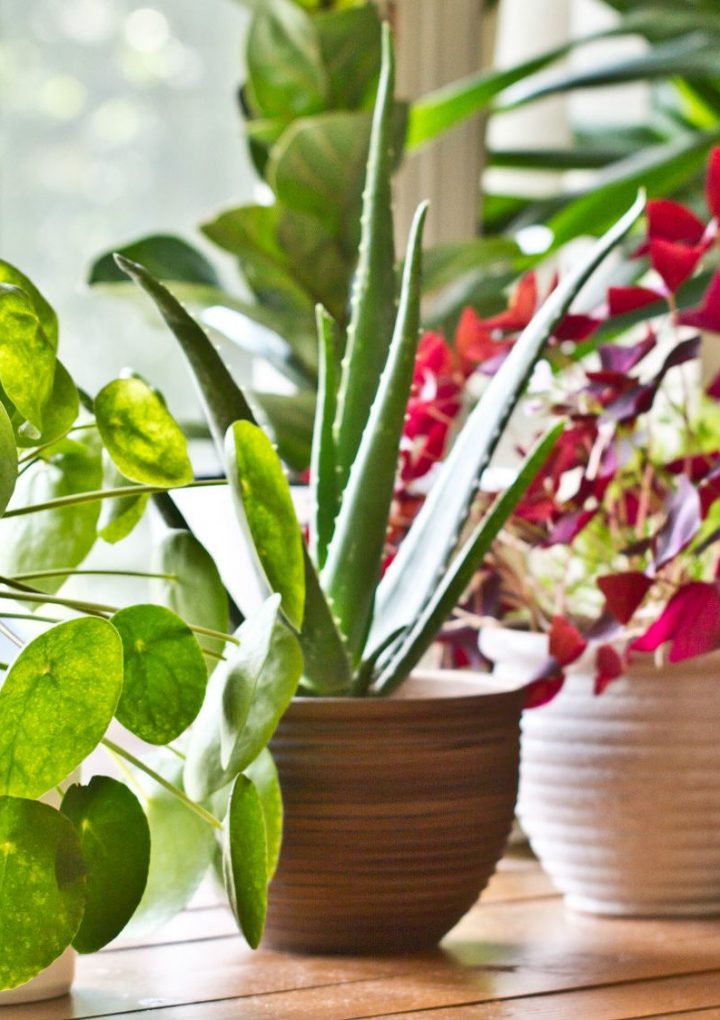 Potted Plants Do Not Improve Indoor Air Quality – Mental Floss