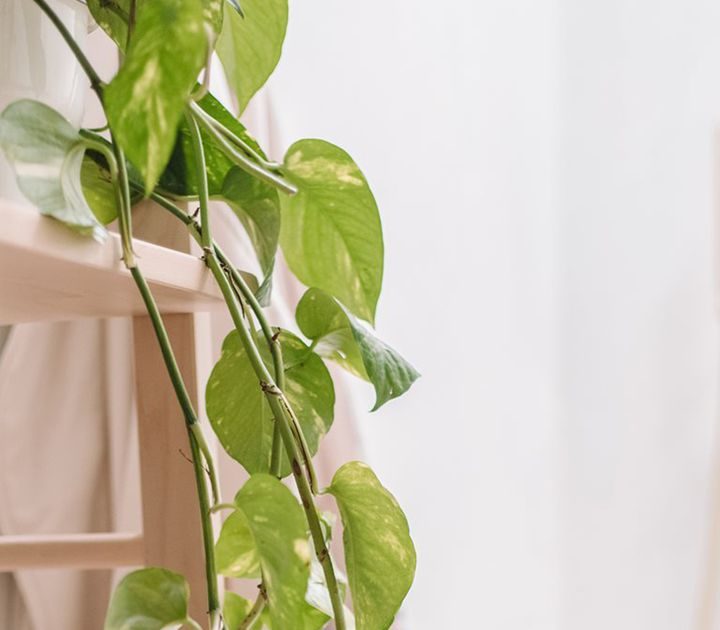 Six ways to turn your home into a natural oasis – The Dallas Morning News