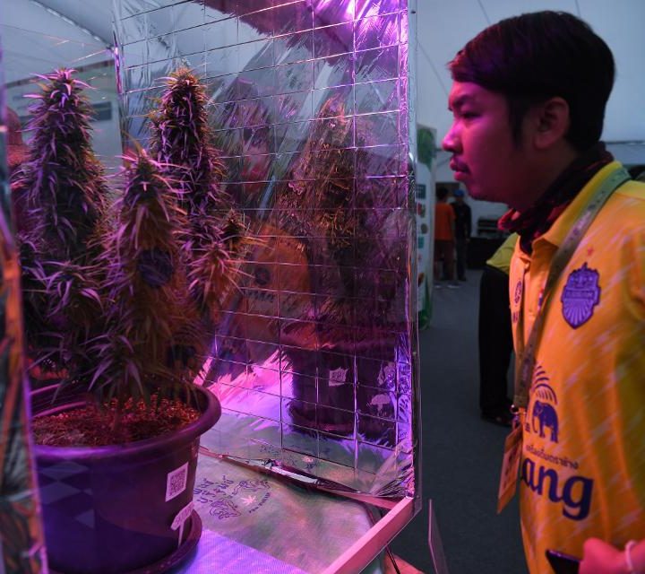 Thailand Will Soon Allow Its Citizens To Grow Cannabis At Home To Sell To The Government. – Forbes