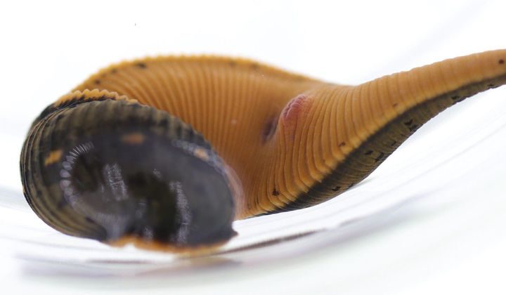 10 Popular Scientific Discoveries from 2019 | Smithsonian Voices | National Museum of Natural History – Smithsonian