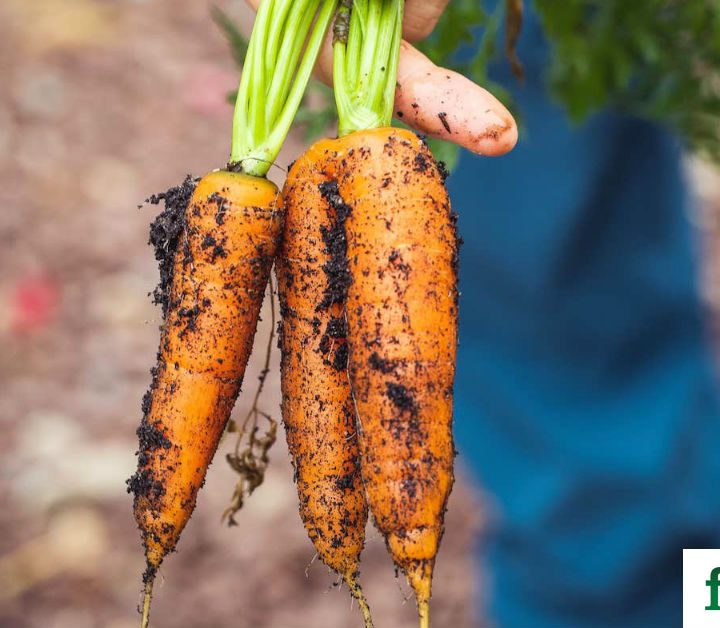 120 Organizations Creating a New Decade for Food – Food Tank
