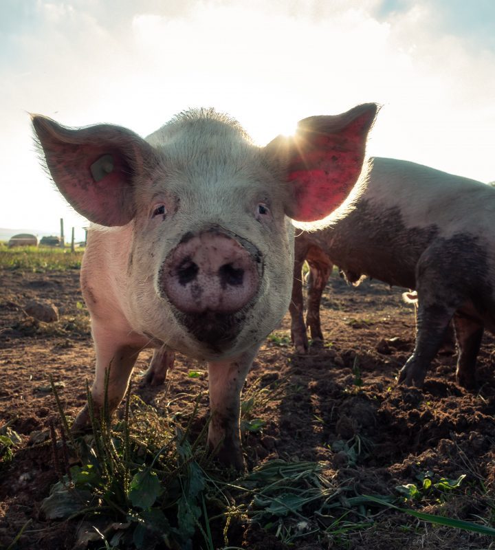 Antibiotic Resistance in Humans Tied to Factory Farms – One Green Planet