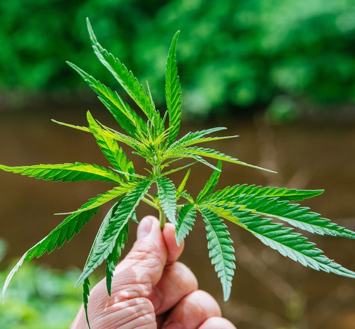 Best CBD Oils To Try in 2020: Your guide to 2020’s best CBD brands – Chron Events – Austin Chronicle