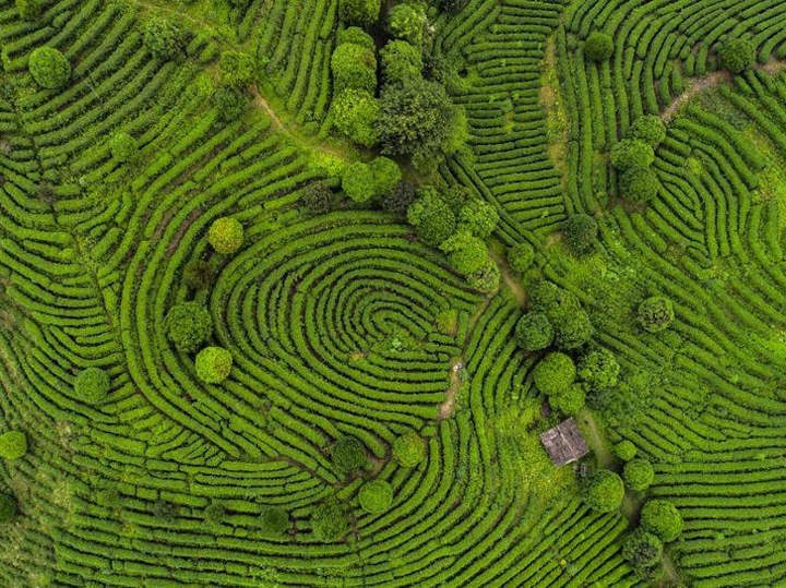 Capturing the opportunities of natural climate solutions – GreenBiz