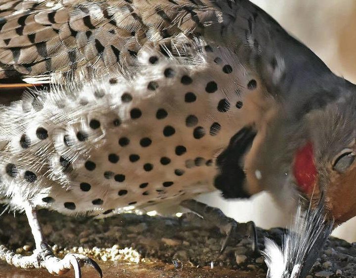 Helping birds survive the snow and cold | Local News – Santa Fe New Mexican