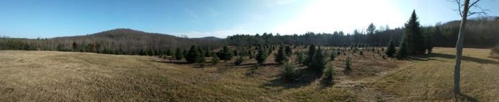 High demand could lead to Christmas tree shortages in Maine – Bangor Daily News
