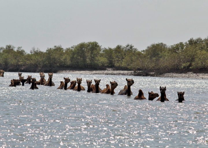 Natural history notes from nature’s frontlines in India, for 2019 – Mongabay-India