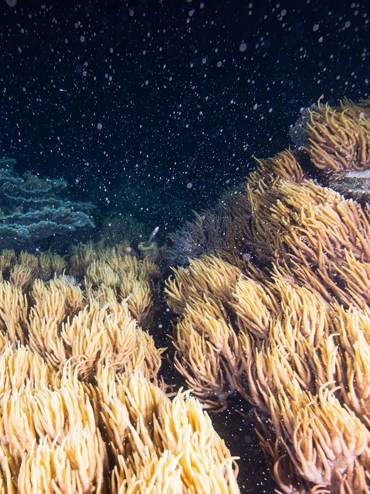 Scientists used loudspeakers to make dead coral reefs sound healthy. Fish flocked to them. – The Washington Post