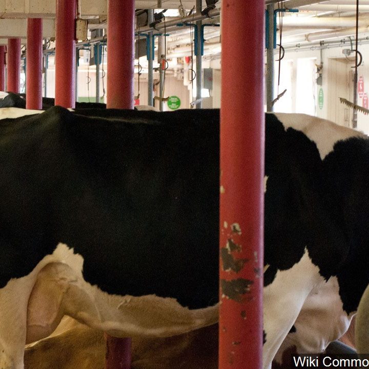 Strategic partnership aims to turn methane from manure into natural gas – CBS19 News