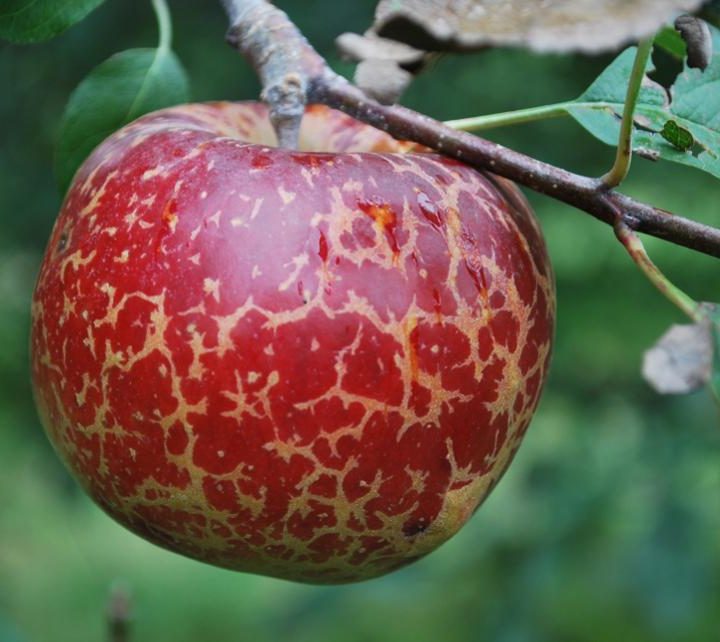 This New Food Label Will Mainstream Whole Foods’ Biggest Trend For 2020 – Forbes