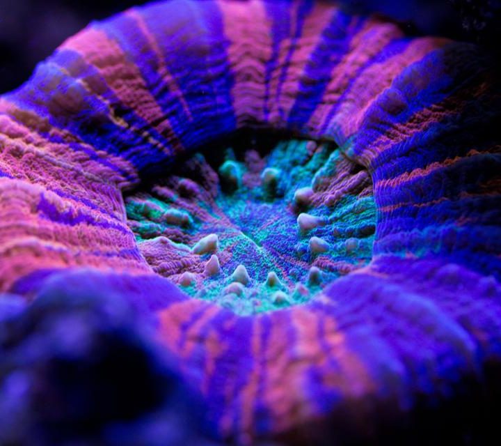 Underwater Speakers Help Revive Dying Coral Reefs, Study Finds – Forbes