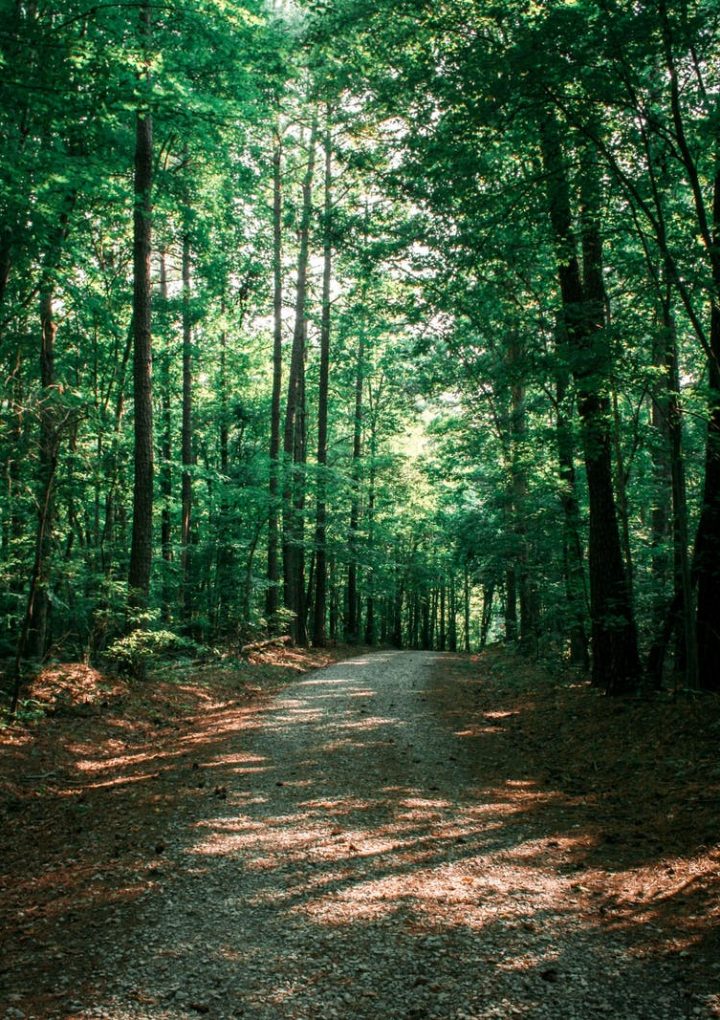 University adds 27 acres to Duke Forest to stop development, protect natural heritage site – Duke Chronicle