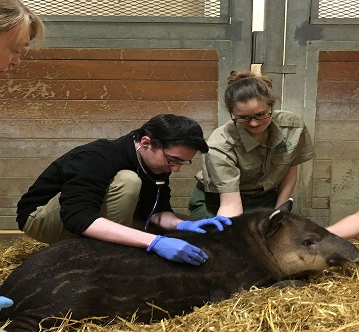 What medical students can learn about health from animals – AAMC
