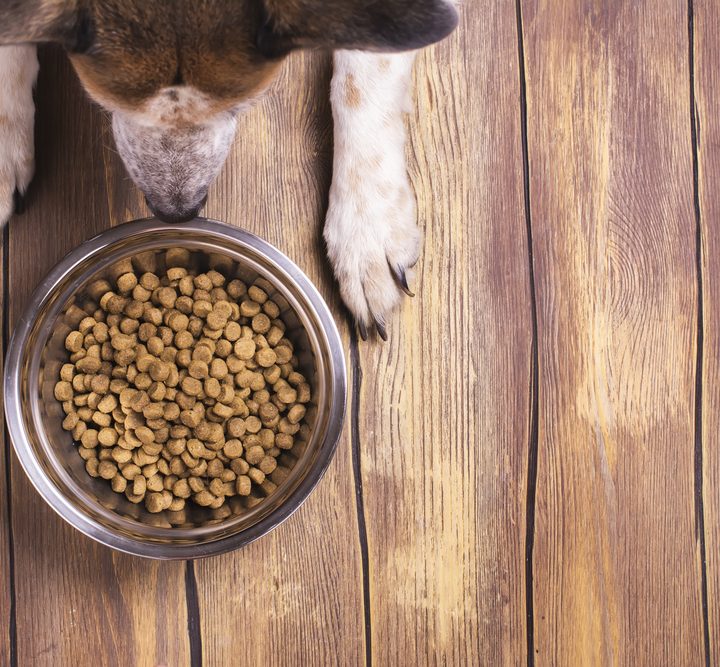 Why Few Vets Say Raw Dog Food is a Good Idea – Discover Magazine