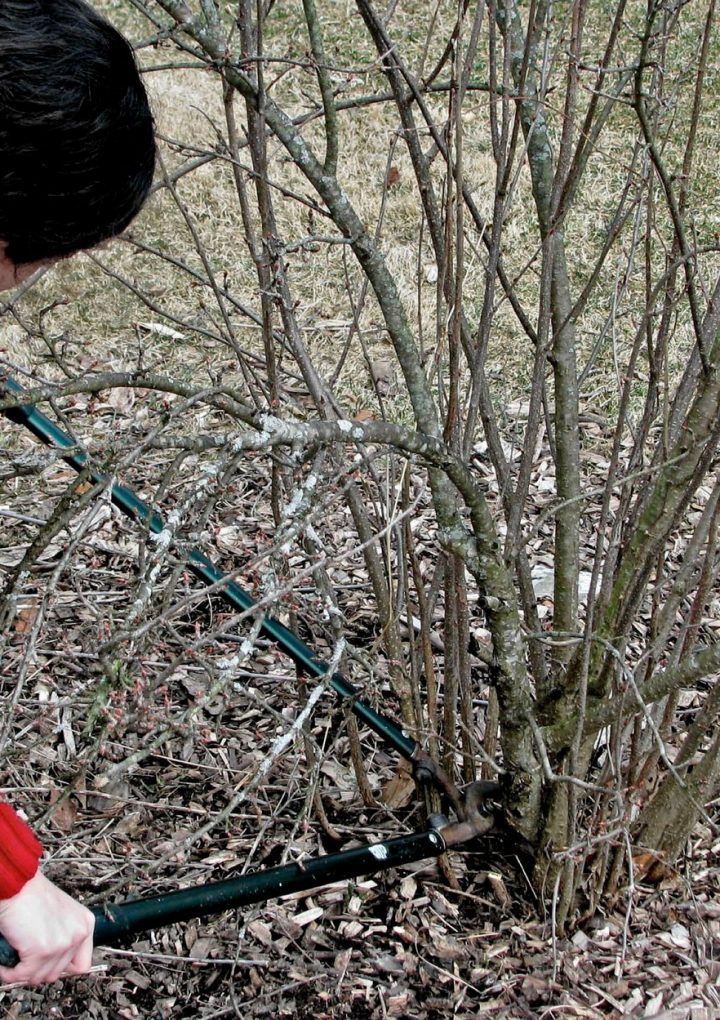 Why pruning can be important for plants – Rome Sentinel