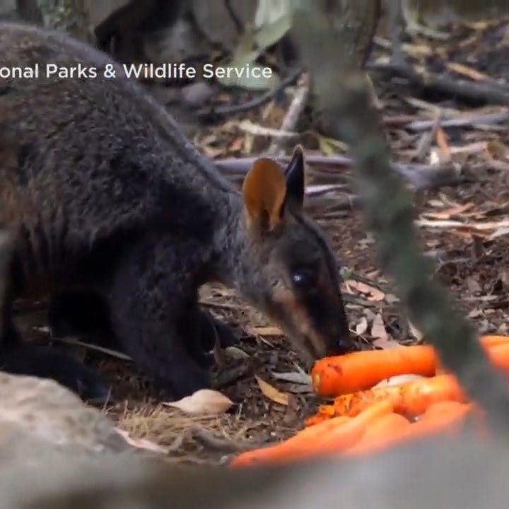 Australia Drops Thousands Of Pounds Of Food From The Sky To Feed Starving Wildlife Amid Fires – News On 6