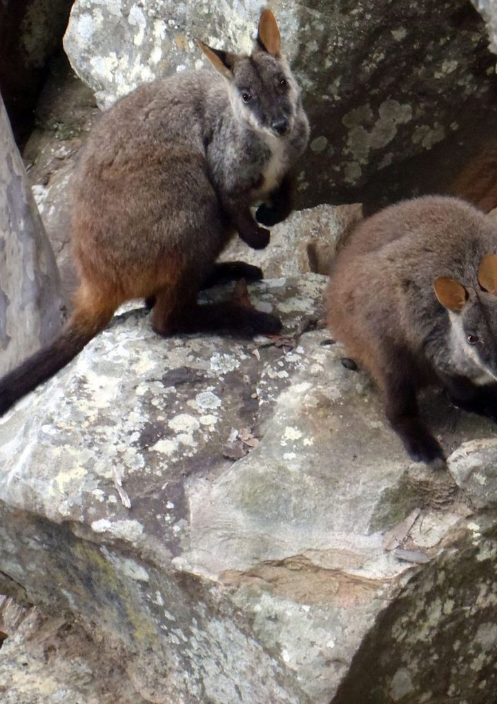 Australia’s National Park Staff Is Now Air-Dropping Food to Wallabies – Smithsonian.com